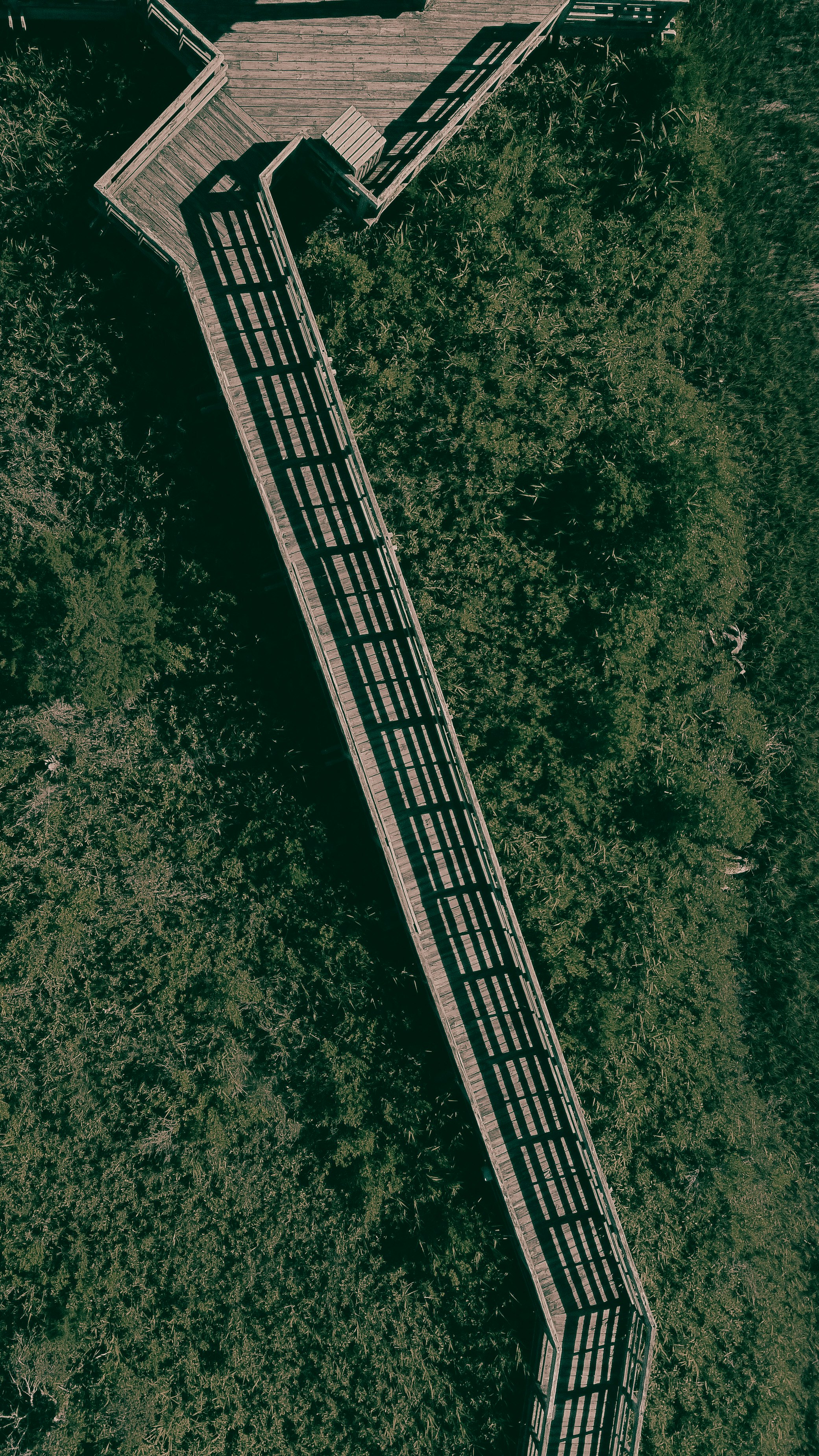 aerial view of green trees